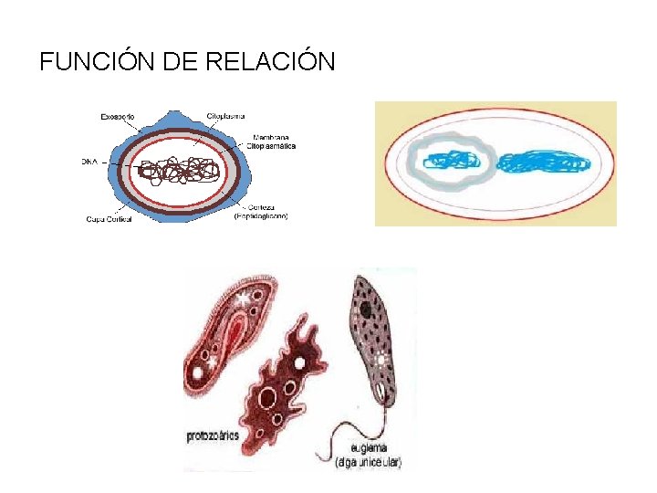 FUNCIÓN DE RELACIÓN 