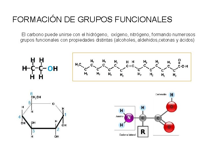 FORMACIÓN DE GRUPOS FUNCIONALES El carbono puede unirse con el hidrógeno, oxígeno, nitrógeno, formando