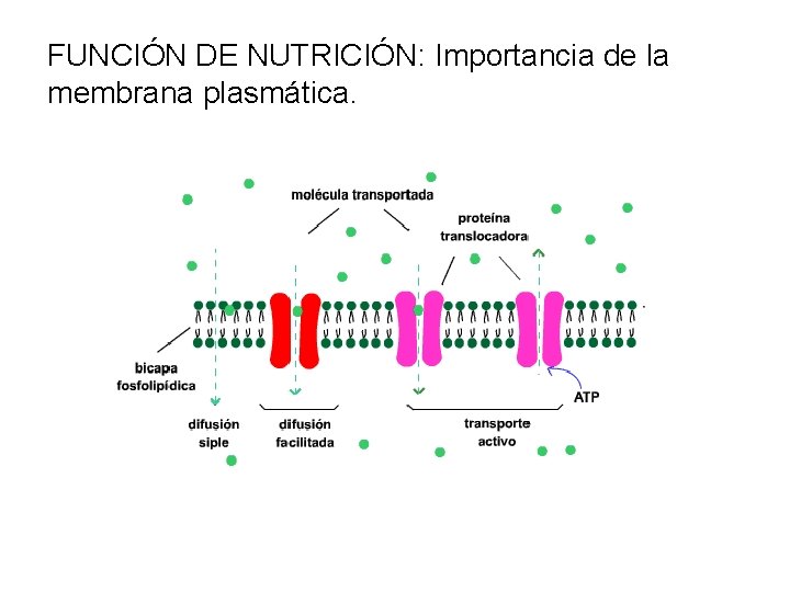 FUNCIÓN DE NUTRICIÓN: Importancia de la membrana plasmática. 