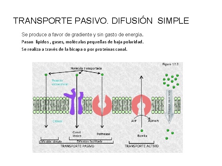 TRANSPORTE PASIVO. DIFUSIÓN SIMPLE Se produce a favor de gradiente y sin gasto de