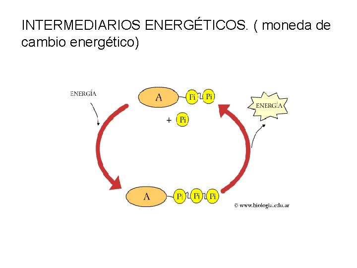 INTERMEDIARIOS ENERGÉTICOS. ( moneda de cambio energético) 