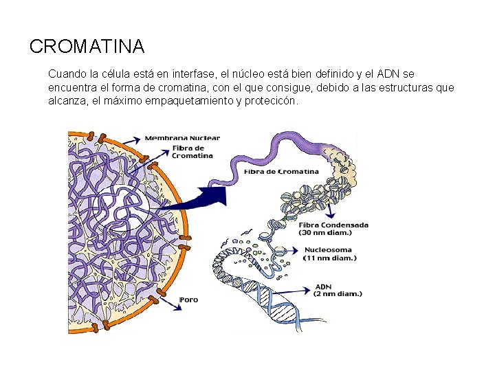 CROMATINA Cuando la célula está en interfase, el núcleo está bien definido y el