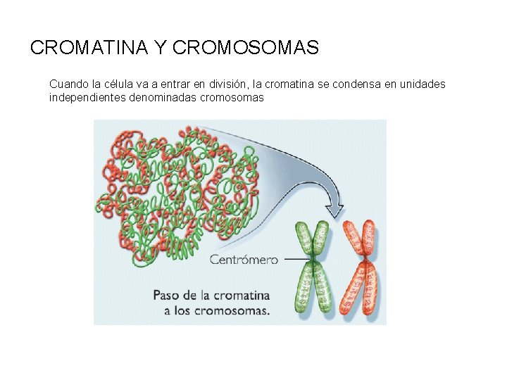 CROMATINA Y CROMOSOMAS Cuando la célula va a entrar en división, la cromatina se