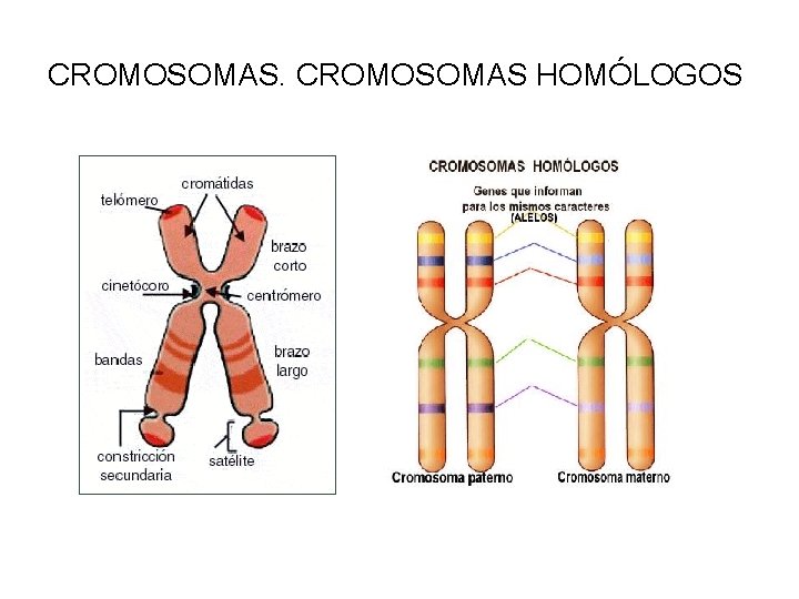 CROMOSOMAS HOMÓLOGOS 