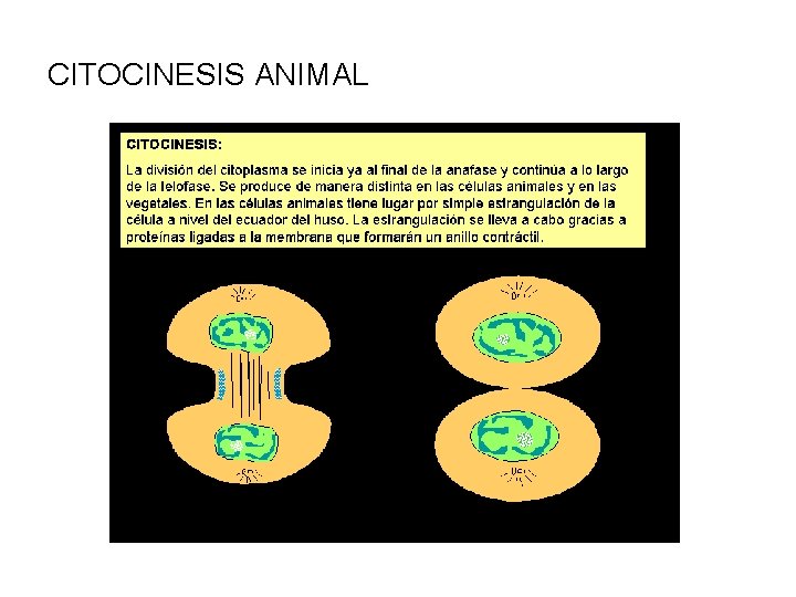 CITOCINESIS ANIMAL 