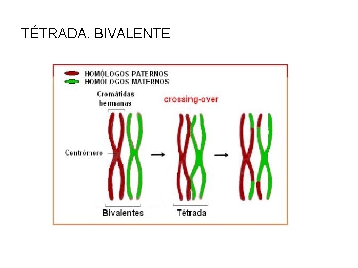 TÉTRADA. BIVALENTE 