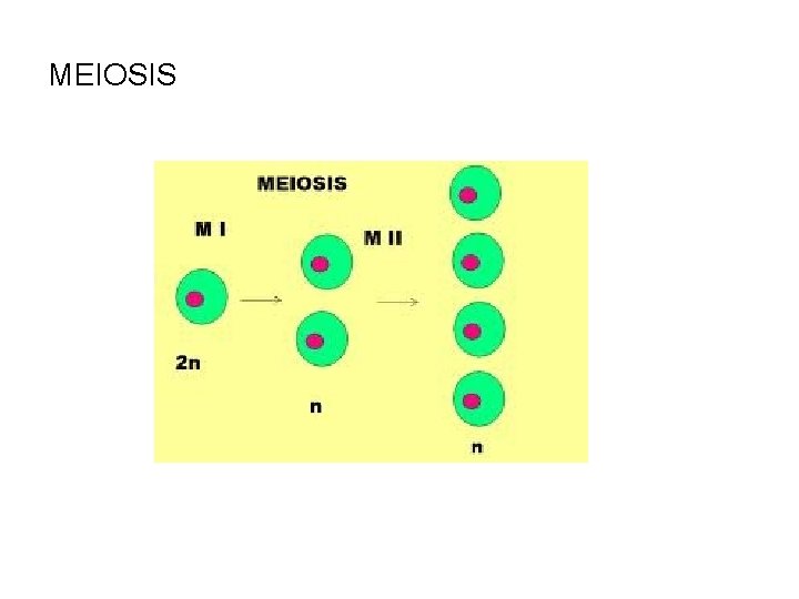 MEIOSIS 