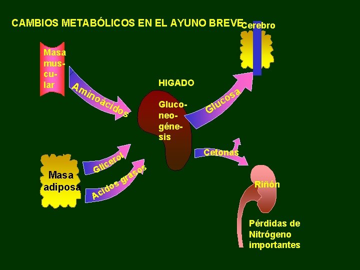 CAMBIOS METABÓLICOS EN EL AYUNO BREVECerebro Masa muscular Am HIGADO ino ác ido s