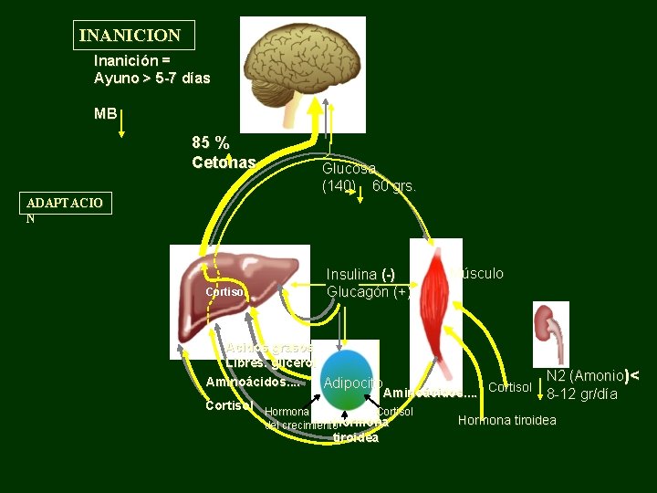 INANICION Inanición = Ayuno > 5 -7 días MB 85 % Cetonas Glucosa (140)