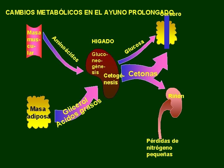 CAMBIOS METABÓLICOS EN EL AYUNO PROLONGADO Cerebro Masa muscular A m in oá HIGADO