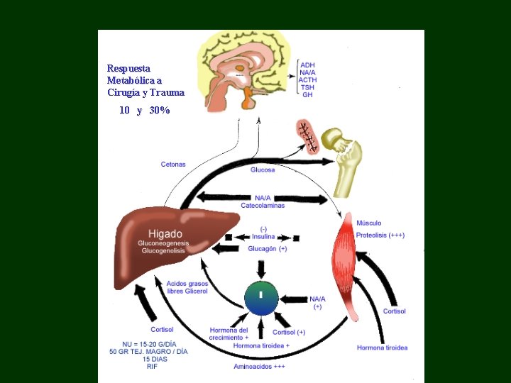 CIRUGIA Y TRAUMA Respuesta Metabólica a Cirugía y Trauma 10 y 30% 