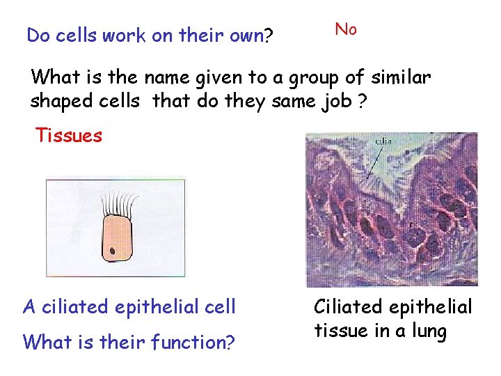 Do cells work on their own? No What is the name given to a