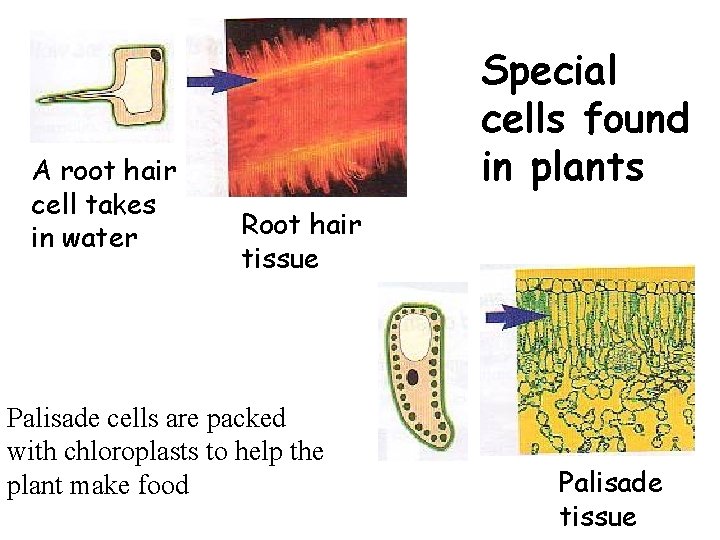 A root hair cell takes in water Special cells found in plants Root hair