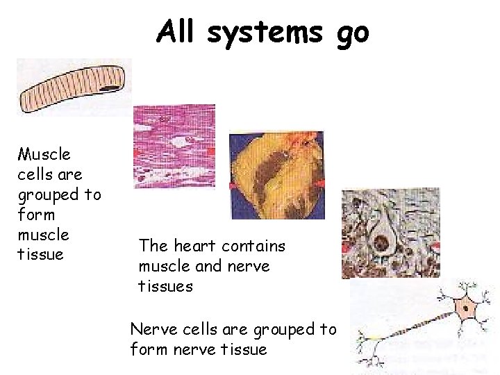 All systems go Muscle cells are grouped to form muscle tissue The heart contains