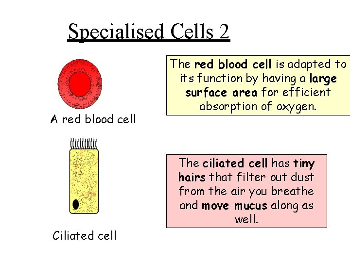 Specialised Cells 2 A red blood cell The red blood cell is adapted to
