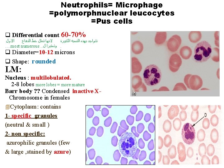 Blood Lecture 2 leucocytes 1 45 of blood