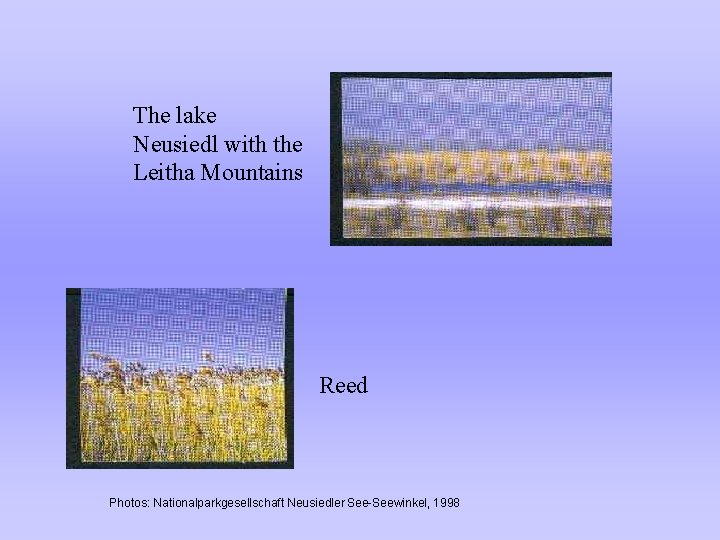 The lake Neusiedl with the Leitha Mountains Reed Photos: Nationalparkgesellschaft Neusiedler See-Seewinkel, 1998 