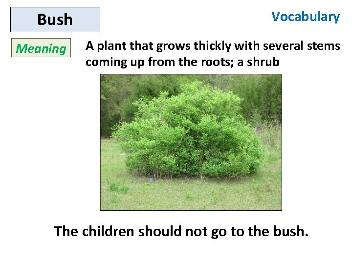 Bush Meaning Vocabulary A plant that grows thickly with several stems coming up from