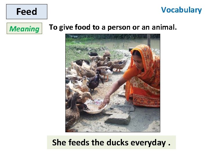 Feed Meaning Vocabulary To give food to a person or an animal. She feeds