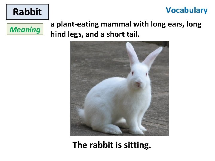 Vocabulary Rabbit Meaning a plant-eating mammal with long ears, long hind legs, and a
