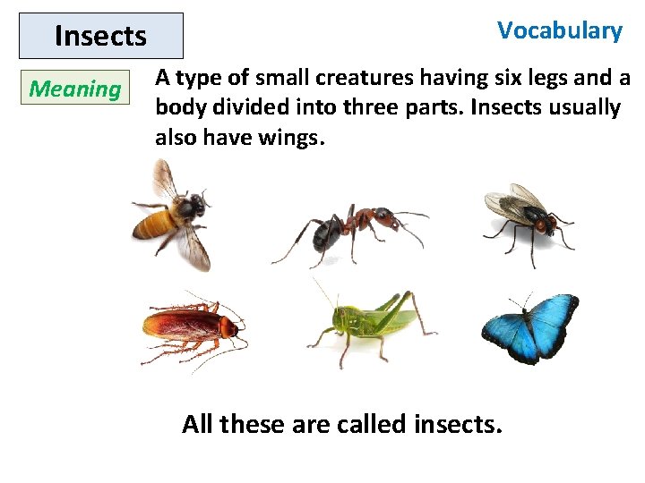 Insects Meaning Vocabulary A type of small creatures having six legs and a body