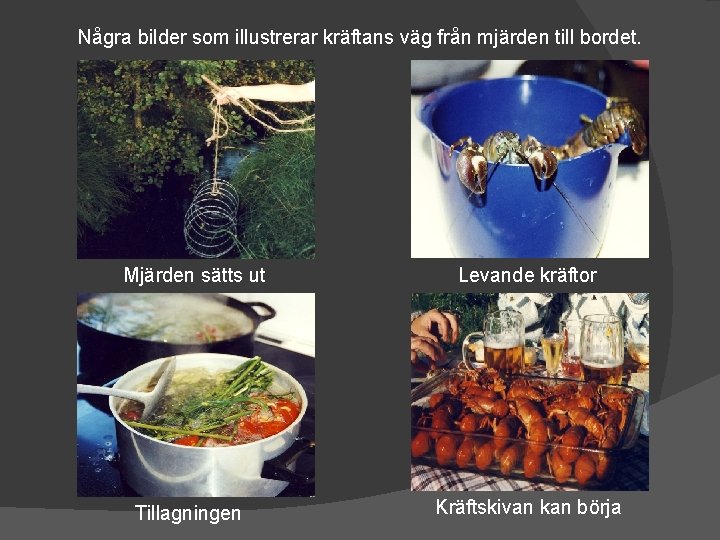 Några bilder som illustrerar kräftans väg från mjärden till bordet. Mjärden sätts ut Levande