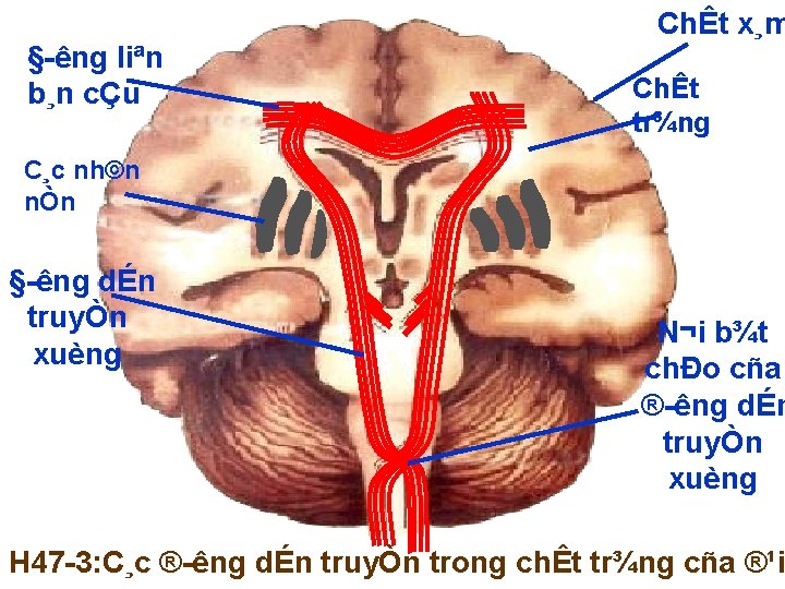 § êng liªn b¸n cÇu ChÊt x¸m ChÊt tr¾ng C¸c nh©n nÒn § êng