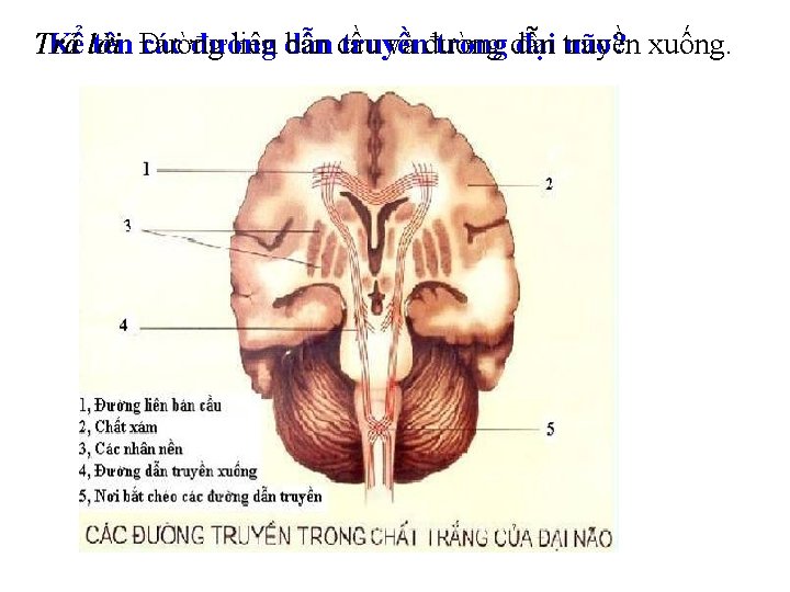 Trả Kể lời: tên Đường các đường liên dẫn bán cầu truyền và đường