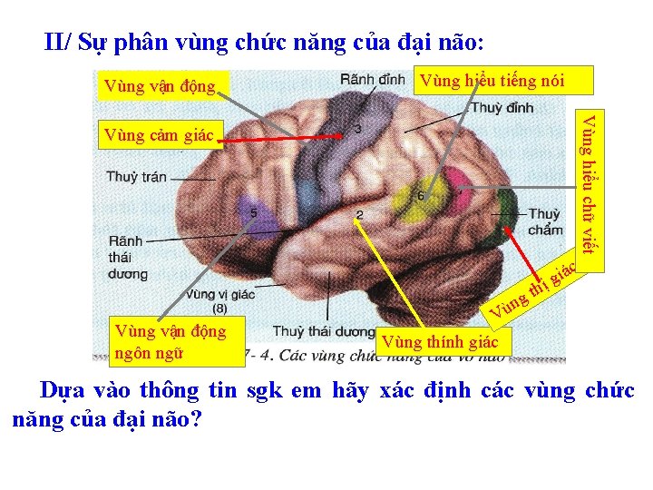 II/ Sự phân vùng chức năng của đại não: Vùng vận động Vùng hiểu