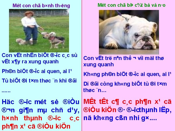 Mét con chã b×nh th êng Con vËt nhËn biÕt ® îc c¸c sù