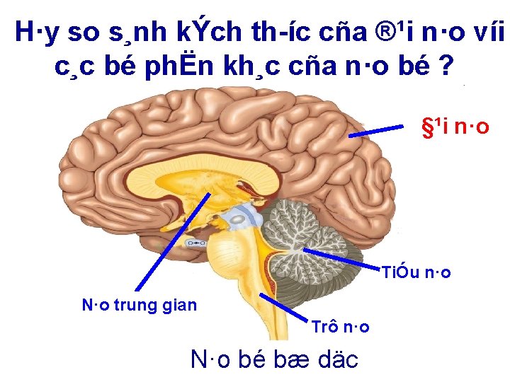 H·y so s¸nh kÝch th íc cña ®¹i n·o víi c¸c bé phËn kh¸c