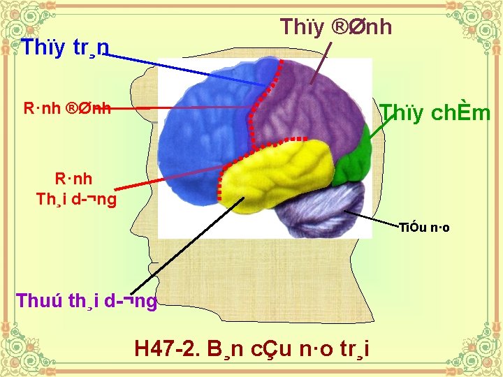 Thïy ®Ønh Thïy tr¸n R·nh ®Ønh Thïy chÈm R·nh Th¸i d ¬ng TiÓu n·o