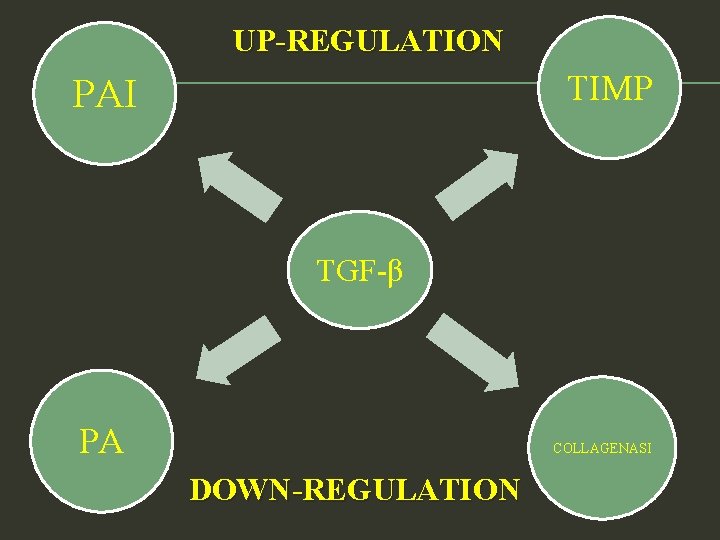 UP-REGULATION TIMP PAI TGF-β PA COLLAGENASI DOWN-REGULATION 