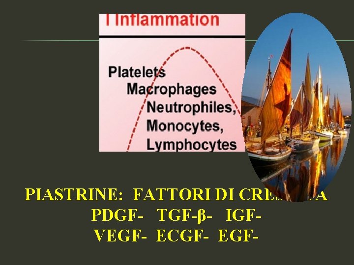 PIASTRINE: FATTORI DI CRESCITA PDGF- TGF-β- IGFVEGF- ECGF- EGF- 