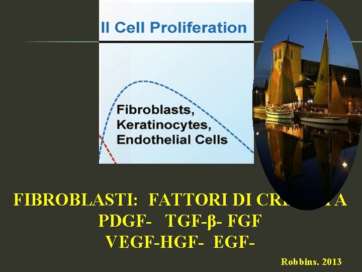FIBROBLASTI: FATTORI DI CRESCITA PDGF- TGF-β- FGF VEGF-HGF- EGFRobbins. 2013 
