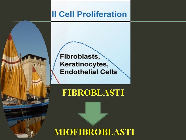 FIBROBLASTI MIOFIBROBLASTI 