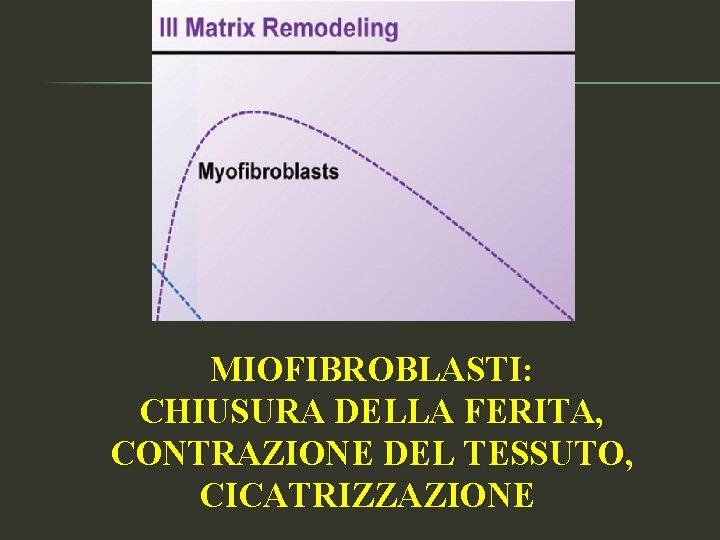 MIOFIBROBLASTI: CHIUSURA DELLA FERITA, CONTRAZIONE DEL TESSUTO, CICATRIZZAZIONE 