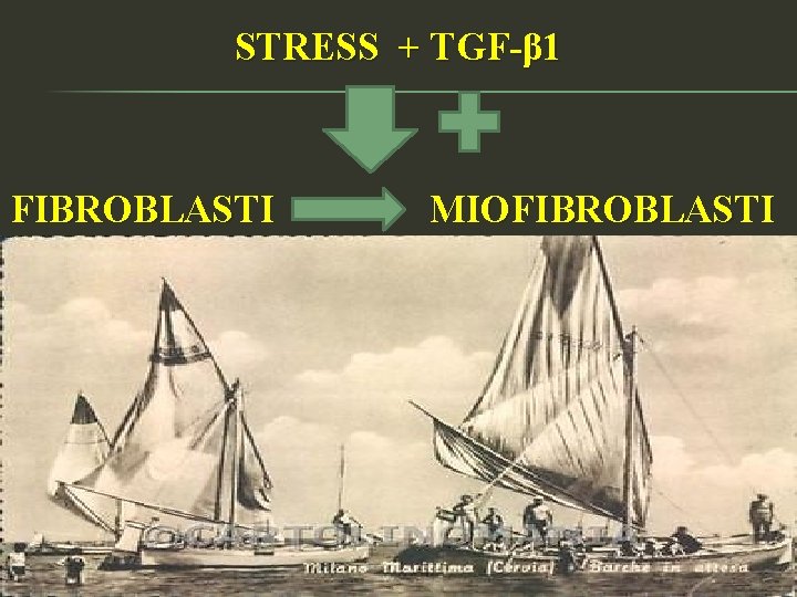 STRESS + TGF-β 1 FIBROBLASTI MIOFIBROBLASTI 