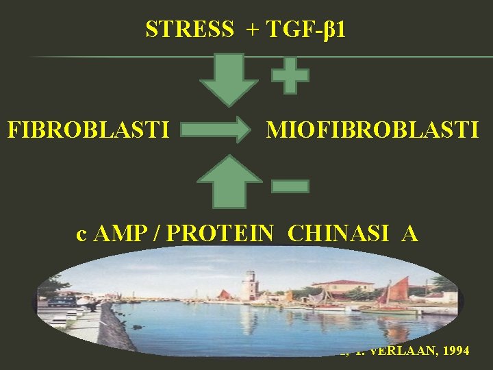 STRESS + TGF-β 1 FIBROBLASTI MIOFIBROBLASTI c AMP / PROTEIN CHINASI A P. L.