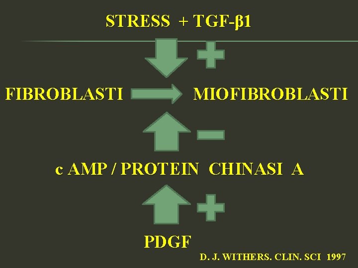 STRESS + TGF-β 1 FIBROBLASTI MIOFIBROBLASTI c AMP / PROTEIN CHINASI A PDGF D.