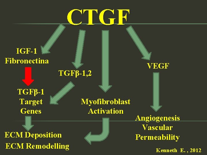 CTGF IGF-1 Fibronectina TGFβ-1, 2 TGFβ-1 Target Genes ECM Deposition ECM Remodelling Myofibroblast Activation