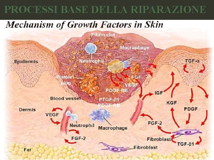 PROCESSI BASE DELLA RIPARAZIONE 