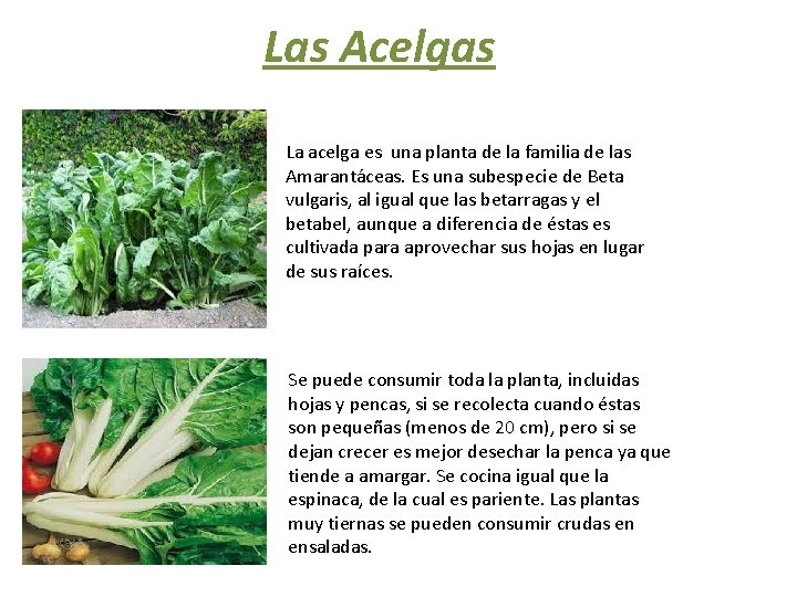Las Acelgas La acelga es una planta de la familia de las Amarantáceas. Es
