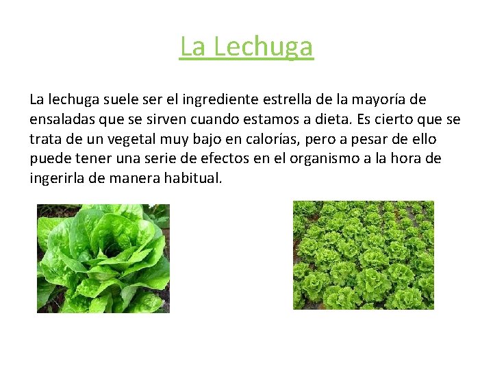 La Lechuga La lechuga suele ser el ingrediente estrella de la mayoría de ensaladas