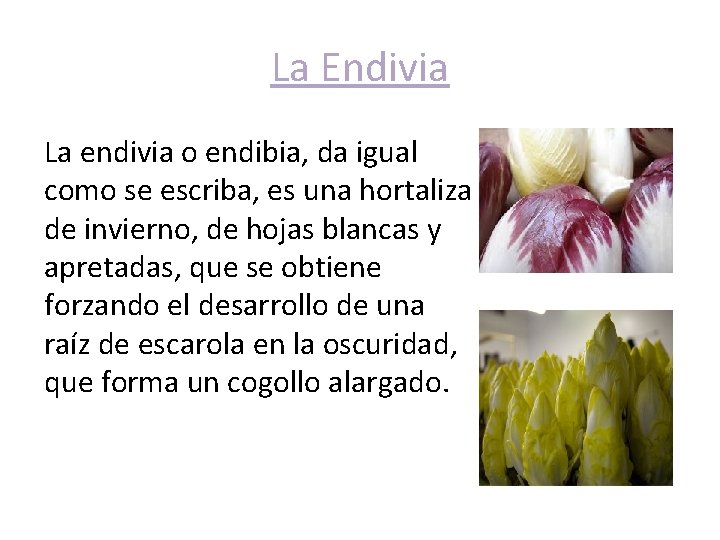 La Endivia La endivia o endibia, da igual como se escriba, es una hortaliza