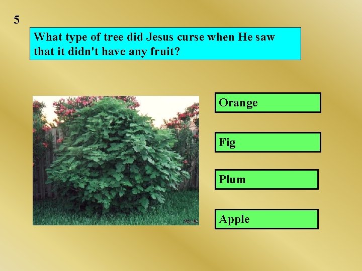 5 What type of tree did Jesus curse when He saw that it didn't 5 What type of tree did Jesus curse when He saw that it didn't