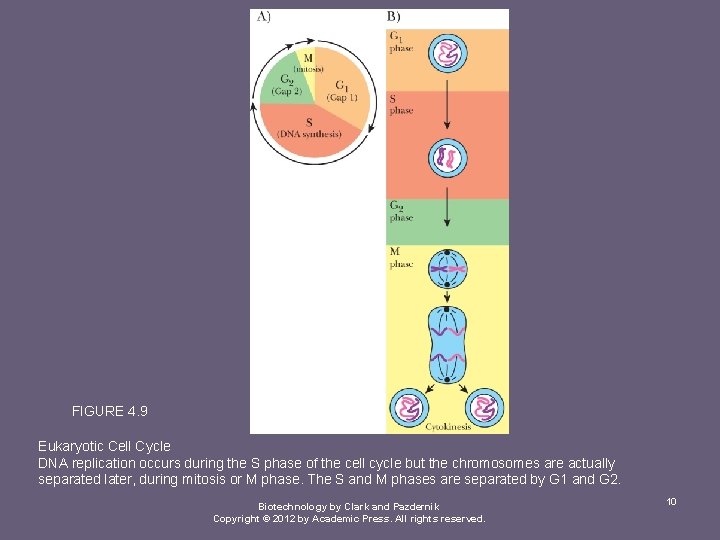 FIGURE 4. 9 Eukaryotic Cell Cycle DNA replication occurs during the S phase of