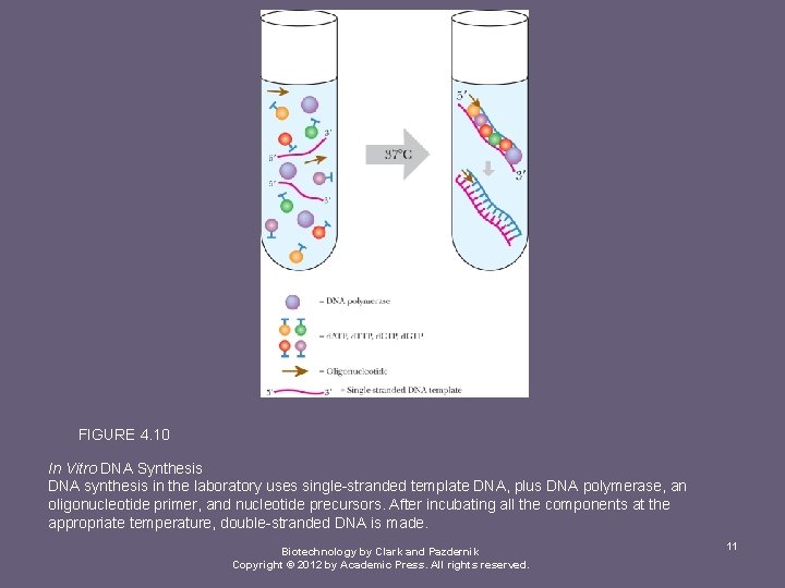 FIGURE 4. 10 In Vitro DNA Synthesis DNA synthesis in the laboratory uses single-stranded