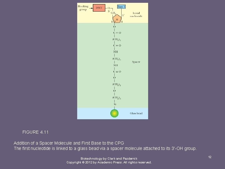 FIGURE 4. 11 Addition of a Spacer Molecule and First Base to the CPG