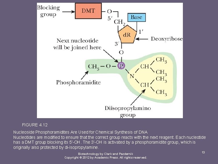 FIGURE 4. 12 Nucleoside Phosphoramidites Are Used for Chemical Synthesis of DNA Nucleotides are